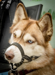 close-up of the dog's muzzle
