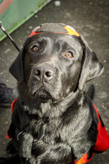 close-up of the dog's muzzle