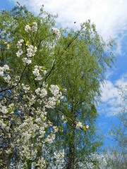 apple tree in bloom