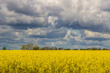 heavy clouds in the blue sky above the rape field