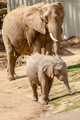 Baby elephant with mama