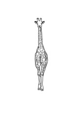 Vector illustration standing giraffe