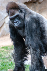 Gorilla
