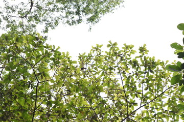 naturaleza