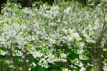 Fototapeta na wymiar Lush blossom of apple trees in May