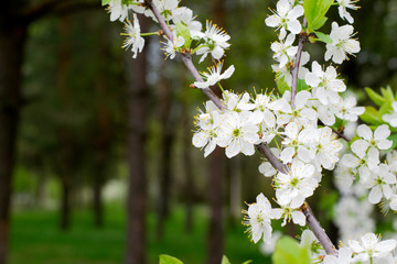 Blooming apple tree branch in springtime. Close-up
