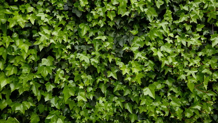 Ivy, hedera helix, evergreen climber.
Background, texture, close-up
