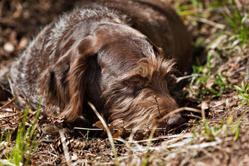 Dog breed German Wirehaired pointer drathaar portrait on nature
