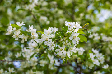 Apple tree flowers on sunny spring day.