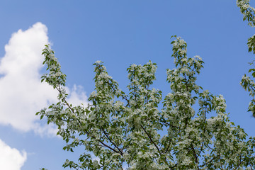 Apple tree flowers on sunny spring day.