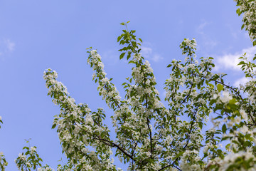 Apple tree flowers on sunny spring day.