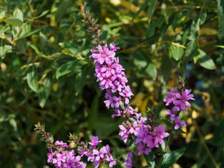 Lythrum salicaria closeup. Purple loosestrife flower. Beautiful lilac flowers.