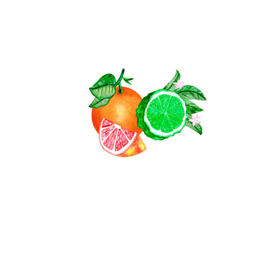 Watercolor illustration of citrus fruits. Composition of grapefruit, orange, lemon and bergamot with leaves isolated on a white background. For the design of postcards © Любовь Анохина