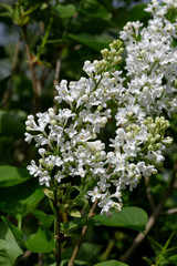 Fleurs de lilas blanches