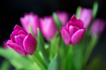 Pink tulips on a black background.