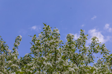 Apple tree flowers on sunny spring day.