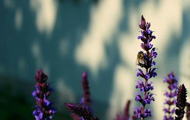 pszczoła na kwiatku © Przemysaw