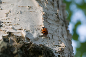 Closeup of white birch trunk and ladybug texture.
