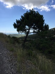 Fototapeta premium tree in the sky