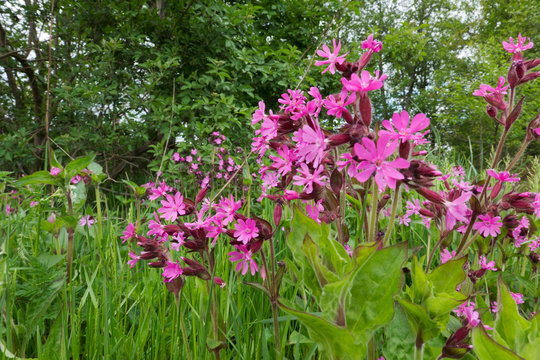 Beautiful pink flowers of Red campion, also known as Red catchfly