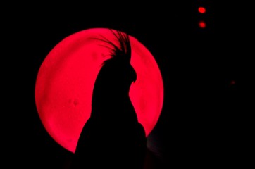 Papuga na tle czerwonego księżyca