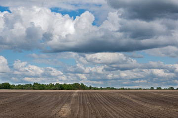 Fototapeta na wymiar Agricultural landscape: pattern of ridges and furrows in a humic sandy field prepared for cultivation of potatoes under a blue sky with clouds
