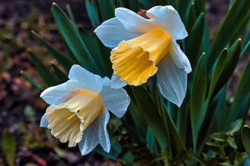 Fototapeta premium yellow daffodil flower