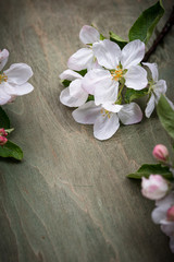 Fototapeta na wymiar Blooming apple tree. Spring background