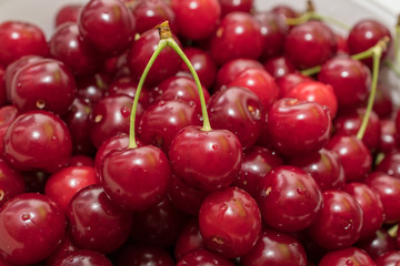 Fresh picked harvested sour cherries in a white bowl on a kitchen table.