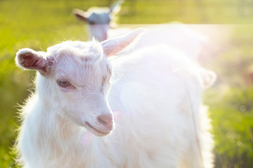 Close-up, portrait of an animal, two small goats, outdoors. Graze in a green meadow, cloven-footed
