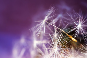 Dandelion seeds close-up. Detailed macro photo. Abstract image, purple background. Copyspace.