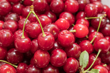 Fresh picked harvested sour cherries in a white bowl on a kitchen table.