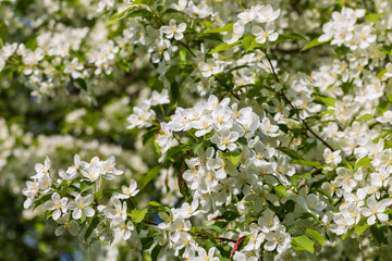 Apple tree flowers on sunny spring day.