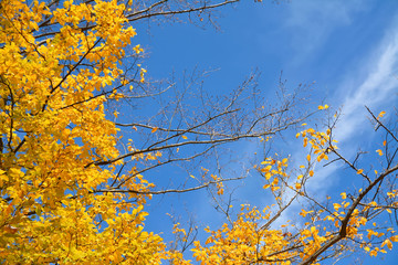 yellow leaves on autumn trees