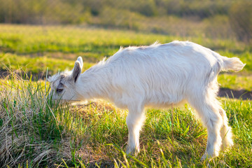Close-up, portrait of an animal, little goat, outdoors. Grazes, depasture in a green meadow, eats grass