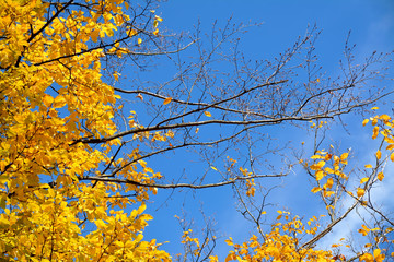 yellow leaves on autumn trees