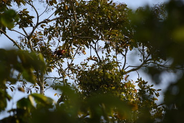 Fototapeta premium naturaleza