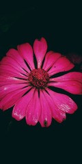 pink flower on black