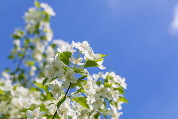 Apple tree flowers on sunny spring day.