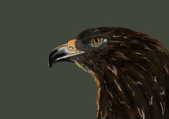 creative photoshope drawing painting eagle head