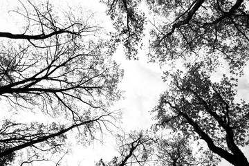 trees