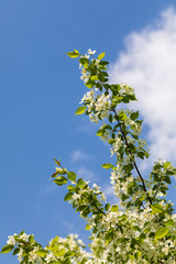 Apple tree flowers on sunny spring day.