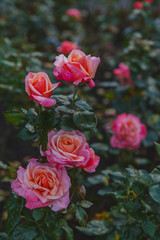 red roses in a garden