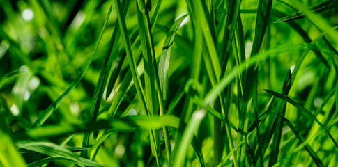 Grashalme im Detail