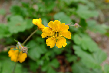 Geum hybr. (Georgensberg), 2020