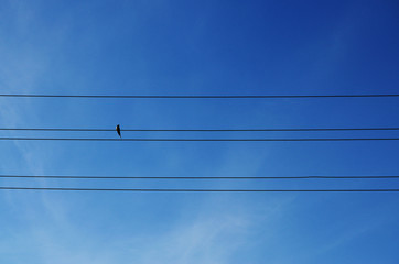 Fototapeta premium one swallow sits on a wire and five transmission lines against a bare sky with haze of clouds