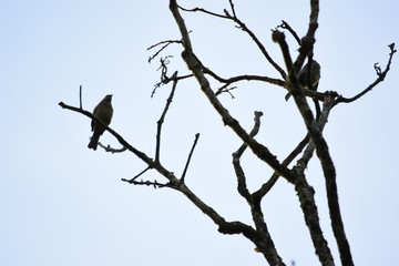 naturaleza aves