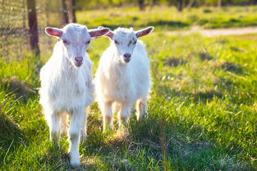 Close-up, portrait of an animal, two small goats, outdoors. Graze, depasture in a green meadow