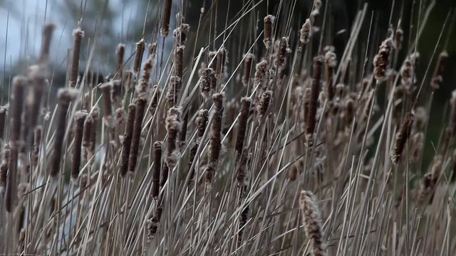 Gusts of wind pump dry reeds in the spring.