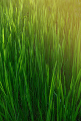 Grass. Fresh green spring grass with dew drops closeup. Sun. Soft Focus. Abstract Nature Background
